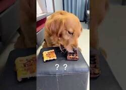 Enlace a ¿Qué prefiere un perro: un gofre bien hecho o un gofre quemado?