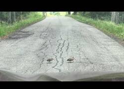 Enlace a Conductor espera a que estos graciosos pájaros crucen la carretera