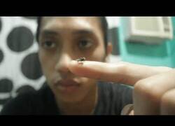 Enlace a La mascota de este chico es una mosca