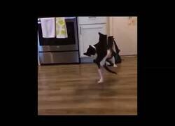 Enlace a Gatos procedentes de la WWE