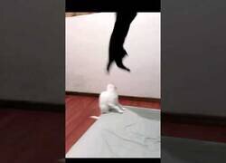 Enlace a El gato de John Cena