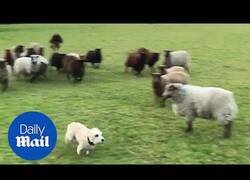 Enlace a El peor perro pastor del mundo