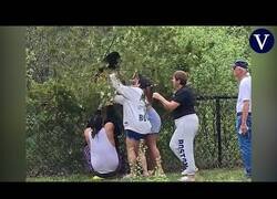 Enlace a Investigan a unos turistas por sacar a unos oseznos de los árboles y herirlos