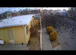 Enlace a Cientos de pájaros caen del cielo de golpe