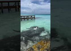 Enlace a A este perrete no le dan miedo los tiburones