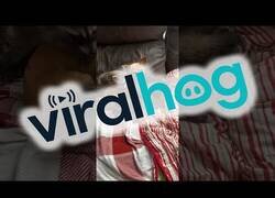 Enlace a Un perrete cuida de estos pequeños mapaches