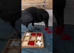 Enlace a Cuervo juega y gana al 3 en raya