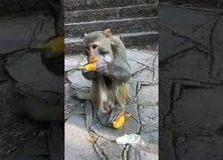 Enlace a Mono inteligente abre y se come un snack