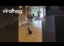 Enlace a Mamá pato lleva a sus pequeños a la escuela