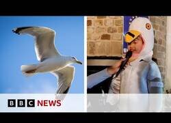 Enlace a Niño de 9 años gana concurso de imitar gaviotas