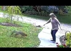 Enlace a Anciana peleando con un zorro con Linkin Park de fondo