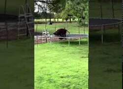 Enlace a ¿Cómo ha llegado hasta ahí?