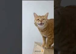 Enlace a Cosas de gatos naranjas