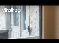Enlace a Este pájaro carpintero estuvo picando el timbre durante todo el día