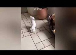 Enlace a La cacatúa que ladra a los perros y maulla a los gatos