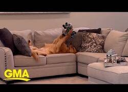 Enlace a Este perro tiene una relación especial con sus juguetes