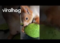 Enlace a Ardilla pela un aguacate a la perfección