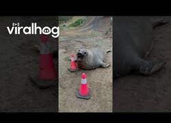 Enlace a Tranquilos, hay una foca encargándose del tráfico