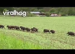 Enlace a Manada de jabalíes cruza la carretera