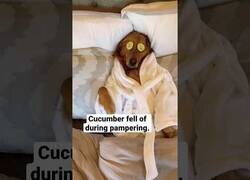 Enlace a La durísima vida de mi perro