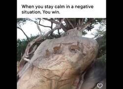 Enlace a Cuando eres más listo que tu depredador natural