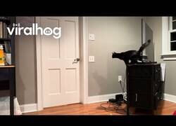 Enlace a Gato realiza un salto perfecto para abrir una puerta