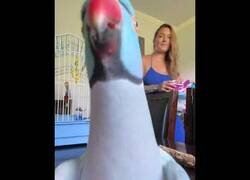 Enlace a Este loro quiere ser tiktoker