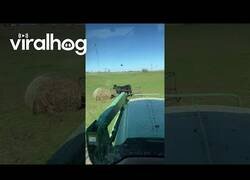 Enlace a Este becerro se lleva su zanja consigo a dónde quiere