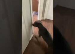 Enlace a ¿Tu perro es muy asustadizo?