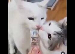 Enlace a Gatos se muerden la lengua entre ellos