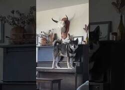 Enlace a Este perro tocando el piano suena mejor que mucha de la música actual