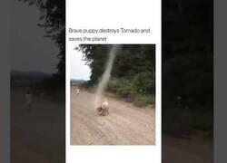 Enlace a Perro destruye un tornado y salva el planeta