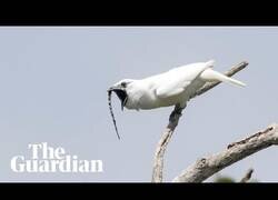 Enlace a El canto de pájaro más ruidoso del mundo