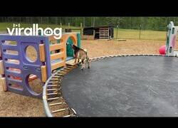 Enlace a Dos cabras felices juegan en una cama elástica