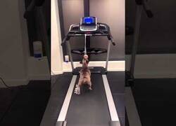 Enlace a La única forma de que Firulais haga ejercicio