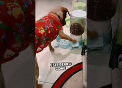 Enlace a El perro que se sirve la comida a sí mismo