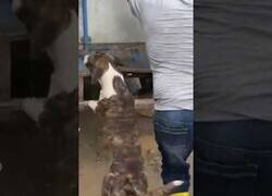 Enlace a Perro ayuda a empujar un camión
