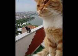 Enlace a Gato discute con un cuervo