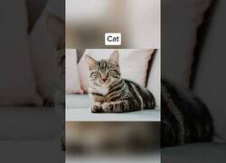 Enlace a Así bostezan los animales