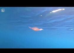 Enlace a Esto sucede cuando una medusa entra en contacto con un aro de agua