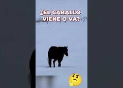 Enlace a Ilusión óptica: ¿El caballo va o viene?