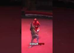 Enlace a Combate entre un boxeador y un canguro