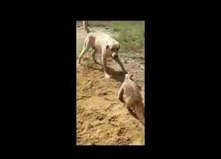 Enlace a Este oso hormiguero pelea como un jedi