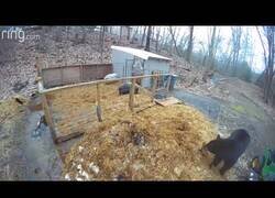 Enlace a Cerdos ahuyentan a un oso grizzly de su granja