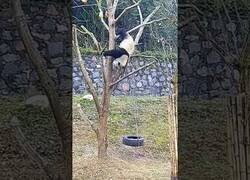 Enlace a Luego dirán que los pandas están en peligro de extinción