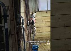 Enlace a Caballo ve a una cebra por primera vez