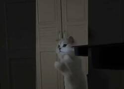 Enlace a Mi gatito intentando comer luz