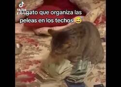 Enlace a El gato que organiza las peleas en los techos todas las noches