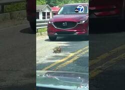 Enlace a Conejo mordiendo a una serpiente para el tráfico