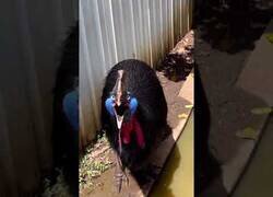 Enlace a Así suena un casuario, el ave más mortífera del mundo